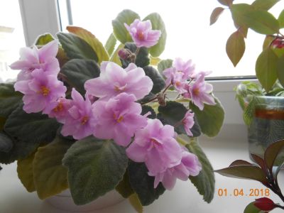 Лот: 13231870. Фото: 1. Фиалка розовая (детка). Горшечные растения и комнатные цветы