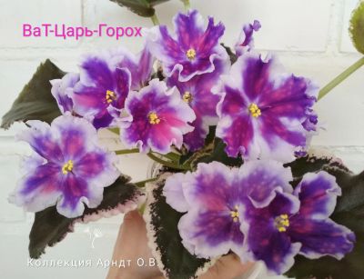 Лот: 13302239. Фото: 1. Фиалка ВаТ-Царь горох, лист. Горшечные растения и комнатные цветы