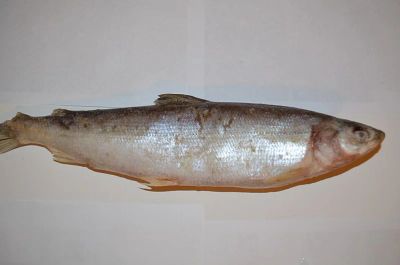 Лот: 4660423. Фото: 1. Муксун с/м енисейский. Икра, рыба, морепродукты