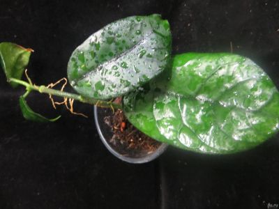 Лот: 13557824. Фото: 1. Хойя Hoya Villosa Cao Dang Vietnam... Горшечные растения и комнатные цветы