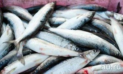 Лот: 9163134. Фото: 1. Елец соленый, свежий. Икра, рыба, морепродукты