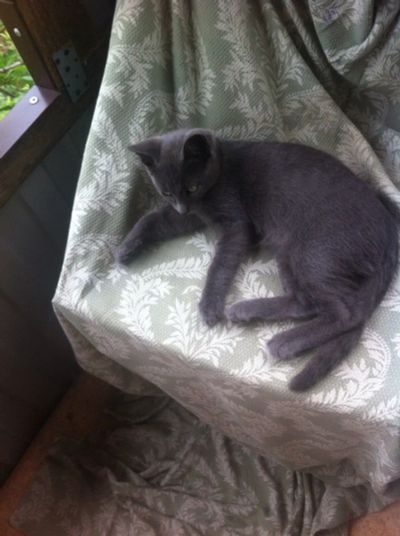 Лот: 8050041. Фото: 1. Котенок-мышелов. Кошки, котята
