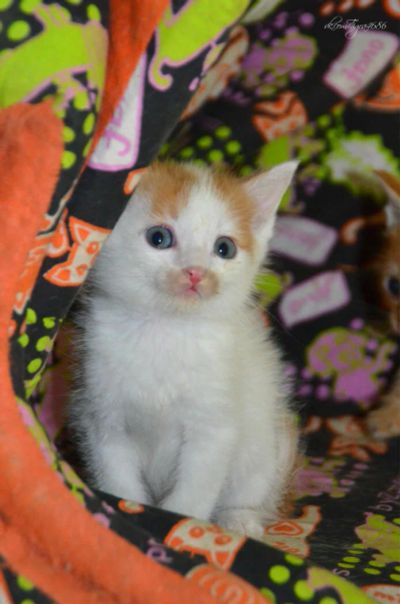 Лот: 10837230. Фото: 1. Котята солнышки). Кошки, котята