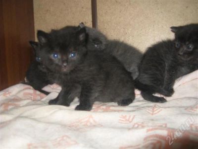 Лот: 242826. Фото: 1. котята....=). Остальные животные