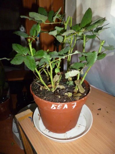 Лот: 3841001. Фото: 1. Роза 7. Горшечные растения и комнатные цветы