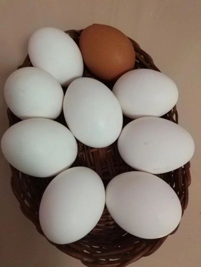 Лот: 8868645. Фото: 1. Яйцо куриное домашнее. Мясо, птица, яйцо