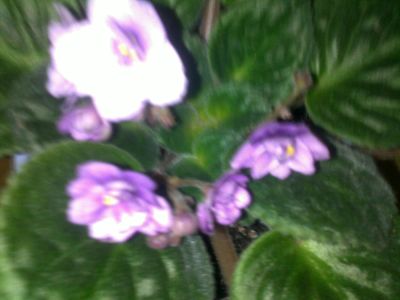 Лот: 6782186. Фото: 1. Фиалка Paul Bunyan (Storytella... Горшечные растения и комнатные цветы