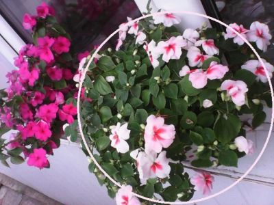 Лот: 4566902. Фото: 1. Бальзамин (Ванька мокрый) бело-розовый. Горшечные растения и комнатные цветы
