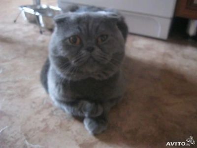 Лот: 3187581. Фото: 1. котята. Кошки, котята