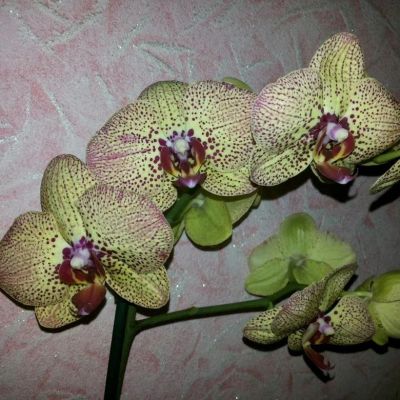 Лот: 12049839. Фото: 1. Орхидея фаленопсис Клеопатра... Горшечные растения и комнатные цветы