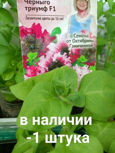 Лот: 25358687. Фото: 1. Рассада петунии🌸🌸🌸. Садовые цветы