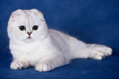 Лот: 6301959. Фото: 1. Куплю шотландского вислоухого... Кошки, котята
