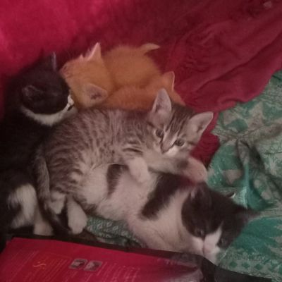 Лот: 20530341. Фото: 1. Животные. Кошки, котята