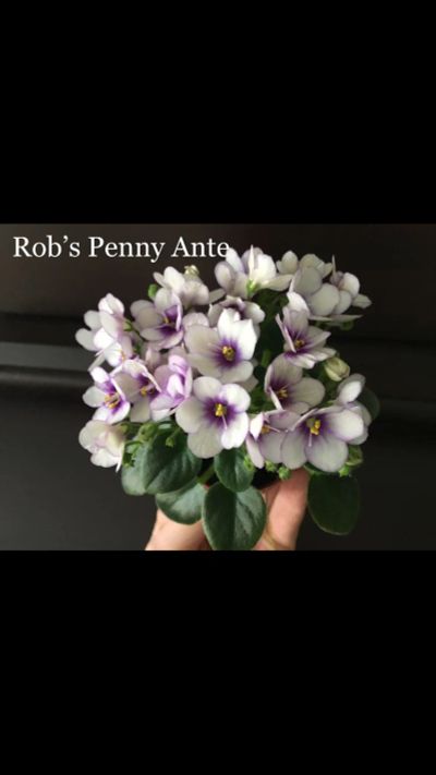 Лот: 15519214. Фото: 1. Фиалка мини Rob’s Penny Ante... Горшечные растения и комнатные цветы