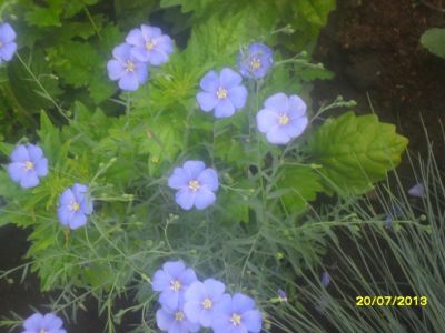 Лот: 5287558. Фото: 1. ленок голубой многолетний. Садовые цветы