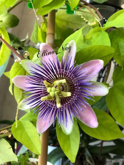 Лот: 6699773. Фото: 1. Пассифлора Белоти. Passiflora... Горшечные растения и комнатные цветы