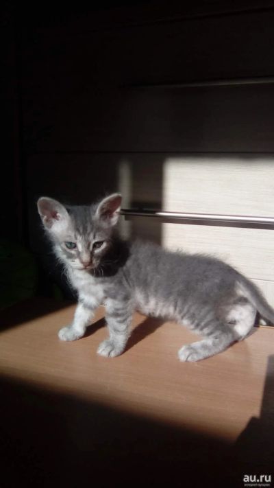 Лот: 12270725. Фото: 1. Кот сибирский сфинкс. Кошки, котята