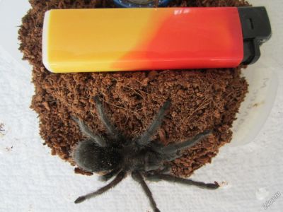 Лот: 5851039. Фото: 1. паук птицеед grammostola pulchra... Остальные животные