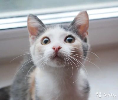 Лот: 6040672. Фото: 1. Подарю замуррчательную Люсю. Кошки, котята