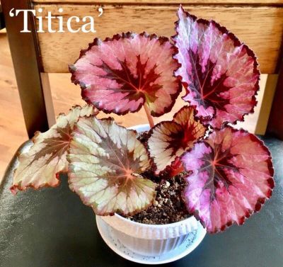 Лот: 12609606. Фото: 1. Бегония Titica (Magic Color). Горшечные растения и комнатные цветы