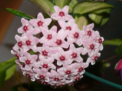 Лот: 7029604. Фото: 1. Хойя Триколор (Hoya Carnosa Tricolor... Горшечные растения и комнатные цветы