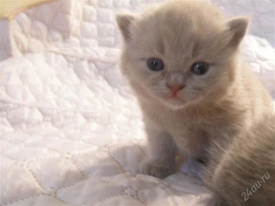 Лот: 1398554. Фото: 1. Британские котята. Кошки, котята