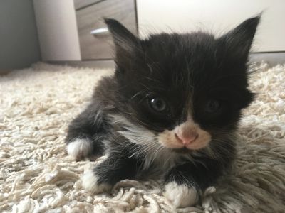 Лот: 11734120. Фото: 1. Котенок. Кошки, котята