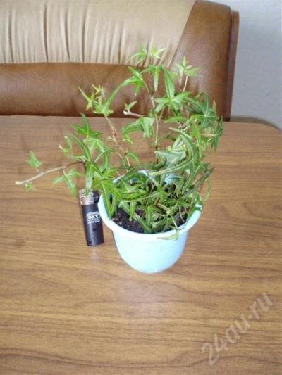 Лот: 482617. Фото: 1. Плющ Hedera Helix "Sagittifolia... Горшечные растения и комнатные цветы