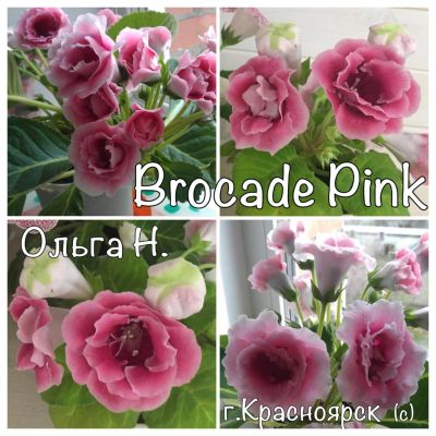 Лот: 7376444. Фото: 1. Глоксиния махровая Brocade Pink... Горшечные растения и комнатные цветы