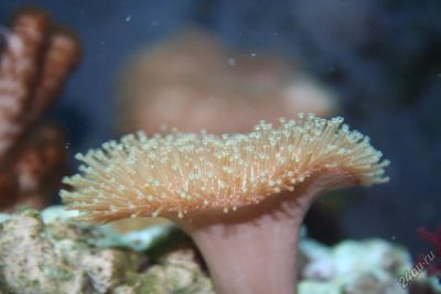 Лот: 5407183. Фото: 1. Саркофитон (Sarcophyton glaucum... Моллюски, ракообразные, кораллы