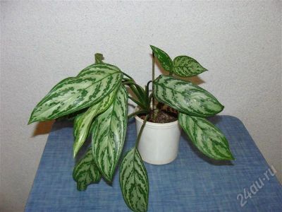 Лот: 547481. Фото: 1. Аглаонема. Горшечные растения и комнатные цветы