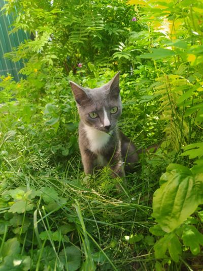 Лот: 20755526. Фото: 1. Кошка Роза, серый окрас (как у... Кошки, котята