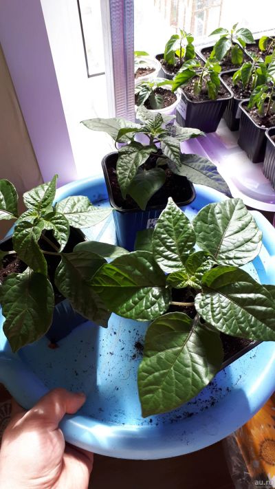 Лот: 13682928. Фото: 1. Trinidad Moruga Scorpion Caramelo... Овощи