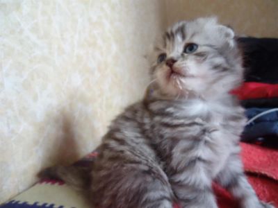 Лот: 3277020. Фото: 1. Чистокровные Шотландские котятки. Кошки, котята