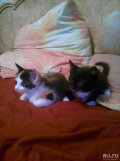 Лот: 12812249. Фото: 1. котята, котенок, киса. Кошки, котята