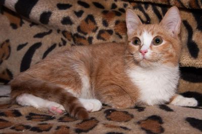 Лот: 10576861. Фото: 1. Нереально красивая рыжая кошечка. Кошки, котята