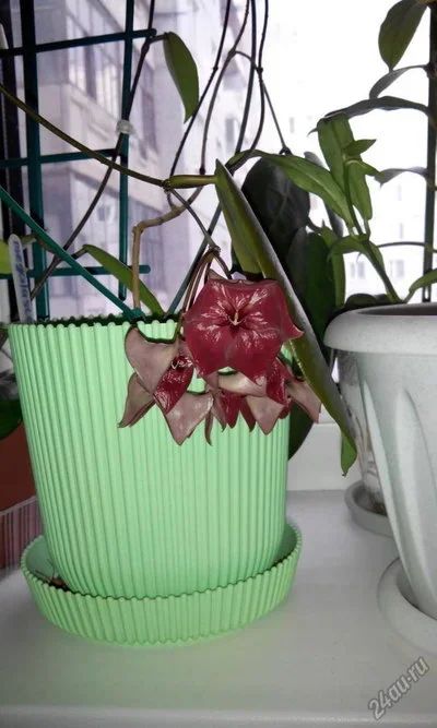 Лот: 5658773. Фото: 1. хойя мегаластер (Hoya megalaster... Горшечные растения и комнатные цветы