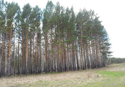 Лот: 3451401. Фото: 1. земельный участок в новом загородном... Земельные участки