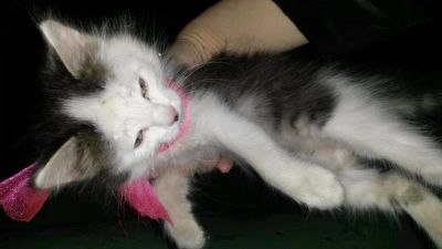 Лот: 5259300. Фото: 1. Котенок ищет хозяев. Кошки, котята