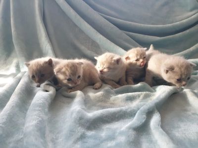 Лот: 16697918. Фото: 1. Котята шотландские вислоухие и... Кошки, котята