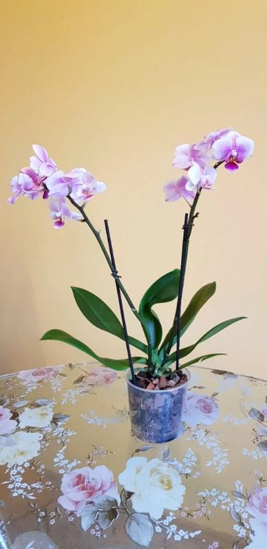 Лот: 14334758. Фото: 1. Орхидея фаленопсис цветет. Горшечные растения и комнатные цветы