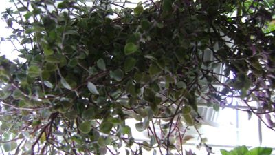 Лот: 12056209. Фото: 1. Традесканция Callisia repens... Горшечные растения и комнатные цветы