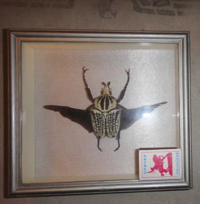 Лот: 4791067. Фото: 1. Goliathus orientalis. Другое (коллекционирование, моделизм)