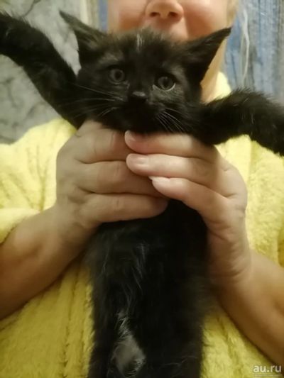 Лот: 18071588. Фото: 1. Котенок 1 месяц. Кошки, котята