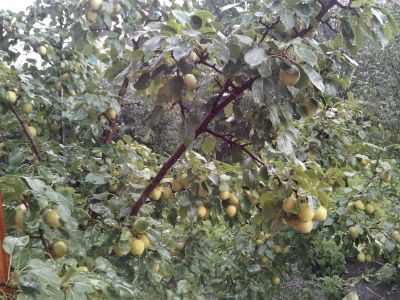 Лот: 4432519. Фото: 1. Груша. Осталось 2 ведра! Цена... Овощи, фрукты, зелень