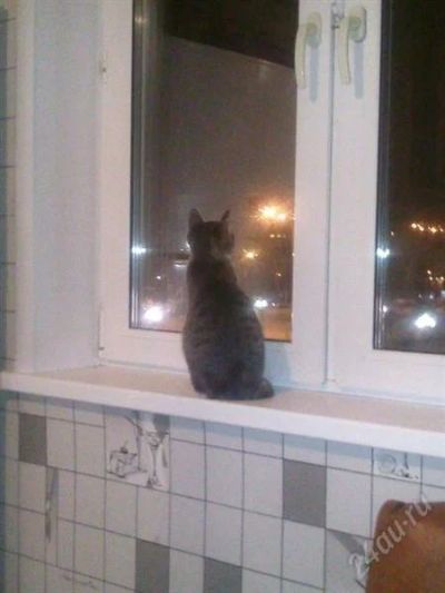 Лот: 1734375. Фото: 1. отдам в хорошие руки кошечку=). Кошки, котята