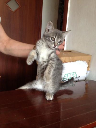 Лот: 4405103. Фото: 1. Девочка-ласкуша ищет дом, 2 месяца. Кошки, котята