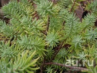 Лот: 14149624. Фото: 1. Седум Sedum griseum. Горшечные растения и комнатные цветы