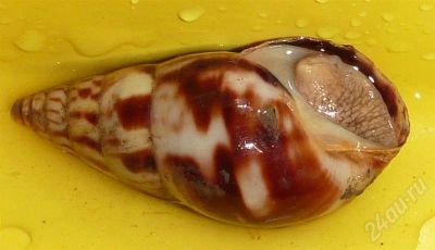 Лот: 580478. Фото: 1. Улитка Limicolaria flammea с геном... Другое (растения и животные)
