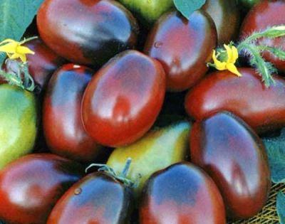Лот: 11520885. Фото: 1. Рассада томатов высокорослых -чери... Овощи